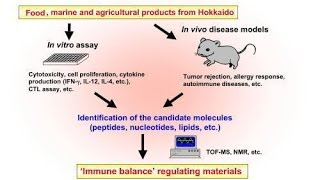 Immunological screening genomic library screening method [upl. by Nnaeirelav699]