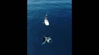 Star shark in a clean ocean ocean shark bali [upl. by Eahs]