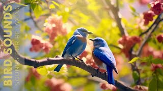 Birds Chirping 24 Hours Birdsong to Relieve Stress and Sleep Better Soothing Sounds of Nature [upl. by Marlee]