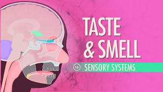 Taste amp Smell Crash Course Anatomy amp Physiology 16 [upl. by Hamish441]