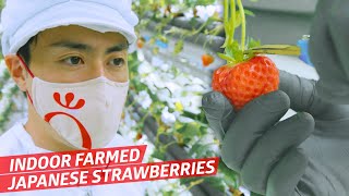 How This Indoor Vertical Farm Makes Perfect Japanese Strawberries — Vendors [upl. by Adnahc]