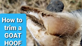 HOW TO TRIM A GOATS HOOF  The basics of trimming your goats feet [upl. by Lean]