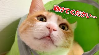 ロビンが他の猫から陰湿な嫌がらせを受けているらしい…。 [upl. by Ebba]