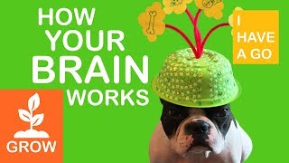 How Your Brain Works for Kids  Growth Mindset and Neuroscience for Kids  I HAVE A GO [upl. by Gillette383]