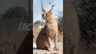 facts about caracals 🔥🔥💯👍 [upl. by Eniarda]