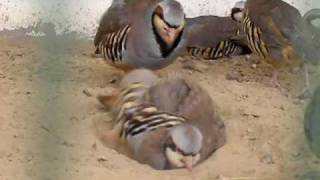 Chukar Partridge National Bird of Pakistan [upl. by Phox911]