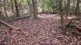 Fall Leaves at Forest Fun Habitat Trail3 [upl. by Marcoux348]