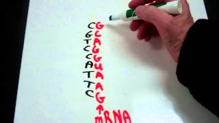 Decoding the Genetic Code from DNA to mRNA to tRNA to Amino Acid [upl. by Claretta]