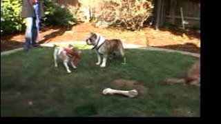 English Bulldog Plays Too Rough  drsophiayincom [upl. by Eeliah]