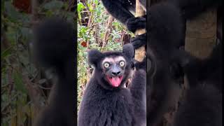 Lemur indri de Madagascar primate lemur indri Madagascar animal reinoanimal [upl. by Egdirdle]