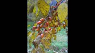 quotszukisquot American persimmon  Diospyros virginiana [upl. by Tavey549]