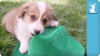 Luck of the Irish Corgi Puppies  Puppy Love [upl. by Omsoc]