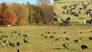 Incredible Thousands of Canada Geese filling up miles of space Biggest crowd ever [upl. by Kersten]