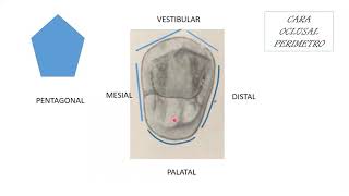 1er Premolar Superior [upl. by Jem269]