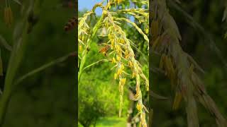 Mellifera bees collecting pollen in a cornfield bee [upl. by Simeon639]