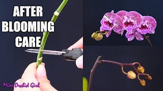 Orchid Care for Beginners  What to do after Phalaenopsis blooms fall Cutting spike amp aftercare [upl. by Ennovihc]