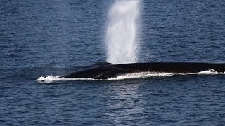 Whalewatching Tadoussac with Dufour 2011 [upl. by Adnamra459]