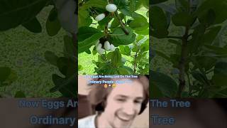 What is The white bhilawa tree 🌴 🥚 ytshorts shorts shortvideos viralvideos facts [upl. by Harras]