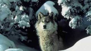 Wolf Medicine Native American Flute  Blues Mama Original [upl. by Arobed]