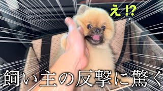 飼い主と取っ組み合いになるポメラニアン【767日目】 [upl. by Otter730]