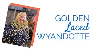 Golden Laced Wyandotte Chicken  Chickens For Backyards [upl. by Bast200]