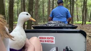 Munchkin the Duck on a Train Ride [upl. by Dirraj]