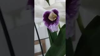 Laelia purpurata cheirinho de limão 🍋 ❤️🤎💜 [upl. by Fe]