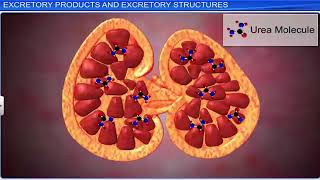 One Shot 📚Class 11 Biology  Excretory Products and Their Elimination  NEET  ALLEN  CBSE [upl. by Pepin859]