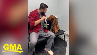 Veterinarian helps dog calm down before visit [upl. by Llenrep]