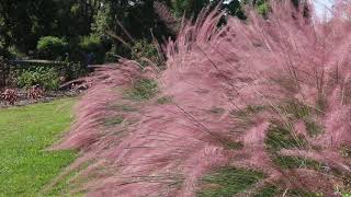 Pink Flamingo Muhly grass Muhlenbergia x Pink Flamingo  Plant Identification [upl. by Ahsenar]