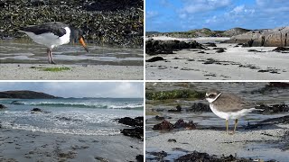 Isle of Mull Beaches  Ringed Plovers Rock Pipit and Oystercatchers [upl. by Eedissac425]