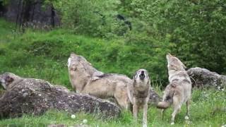 Wölfe heulen im Tierpark ArthGoldau [upl. by Neely]