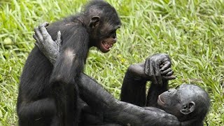 love of bonobosbonobos vs chimpanzeewild wives of Africa [upl. by Pete]