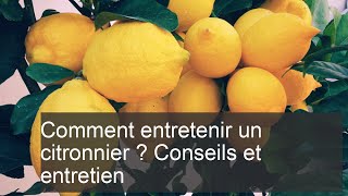 Comment entretenir un citronnier  Conseils et entretien facile [upl. by Lledal]