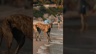 Running on the sand beach greyhound greyhounds galgo galgos runningdog dogrun [upl. by Chico327]