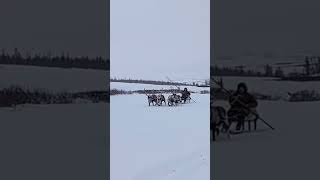 Reindeer herders arctic  Nomads Siberia nomadsofthefarnorthofyamal [upl. by Otila]