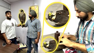 Rescued Shaheen Falcon🦅 in Punjab😱 [upl. by Alliw]