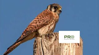 American Kestrel Bird Sound Bird Call for Pro Hunters [upl. by Emlynn]