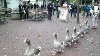 Goose parade [upl. by Adnical]