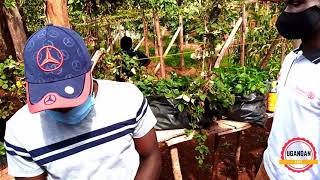 Straw berries farming in Uganda  Sssenge farm tour [upl. by Arres]