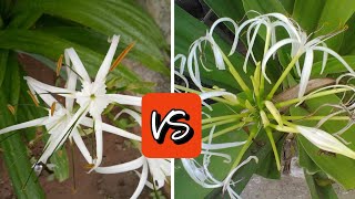 Hymenocallis littoralis Vs Crinum asiaticum know the difference जानिए क्या है अंतर Spider lily [upl. by Aziza]