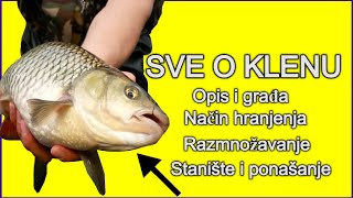 Sve što niste znali o Klenu Ribolov [upl. by Lussi156]