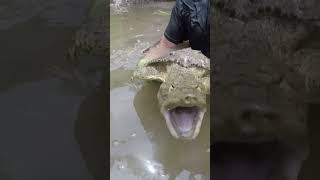 Noodling a Softshell Turtle in Oklahoma Catching Turtles by Hand turtleman [upl. by Tayib]