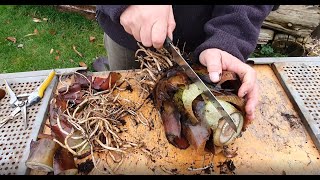 Ensete Maurelii Red Banana Propagation [upl. by Constantin]