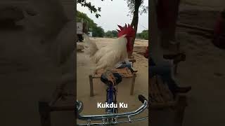 kukdu ku  short video 2k like [upl. by Artemisia]