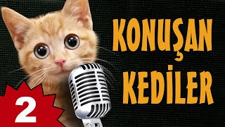 Konuşan Kediler 2  En Komik Kedi Videoları [upl. by Lebazi277]