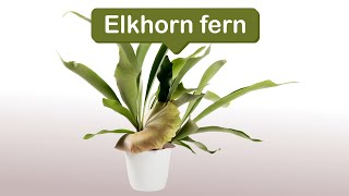 Elkhorn Fern [upl. by Crissie]