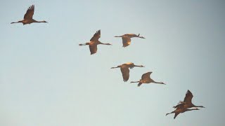 Vogelbeobachtung  Kraniche  Komorane Sonnenaufgang in Linum  FotoWalk [upl. by Leirvag377]