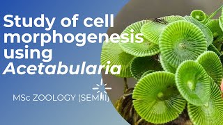 STUDY OF CELL MORPHOGENESIS USING ACETABULARIA  MSc ZOOLOGY  SEM III  DrRaniSDharan [upl. by Arerrac821]