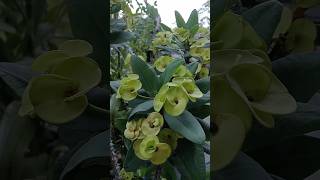 Euphorbia milii [upl. by Marya]